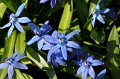 Scilla   028